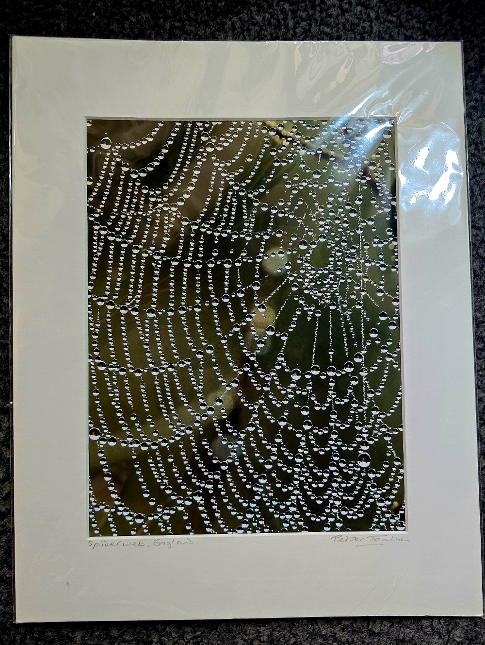 Signed Spiderweb Photography Print Peter Tomlinson Nature Wall Art Matted Surrey